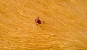 Brown Dog Tick