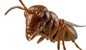 Conehead Termite