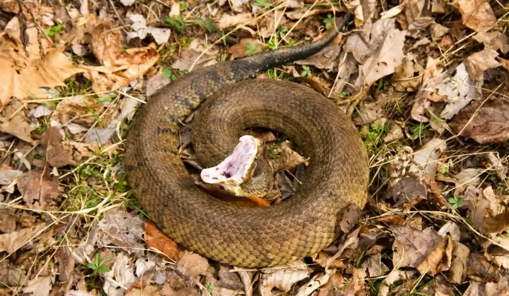 Cottonmouth