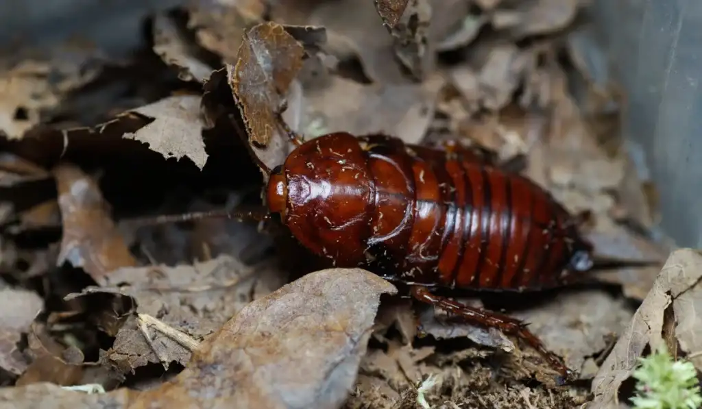 Florida Wood Cockroach