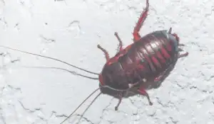 Florida Wood Roach