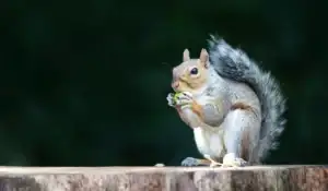 Gray Squirrels