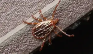 Gulf Coast Tick