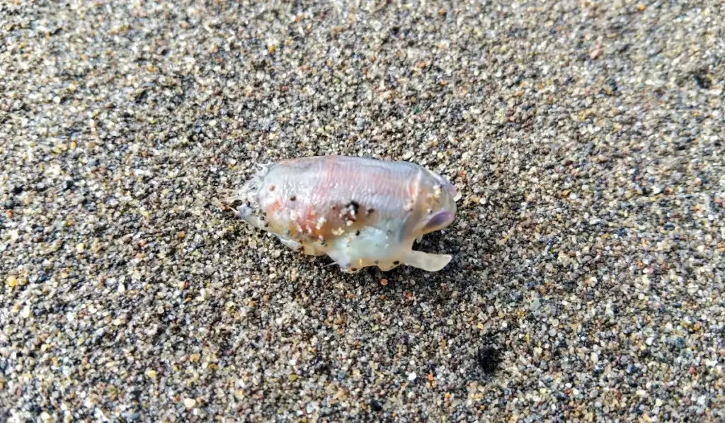 Mole crab, sand crab, sand flea