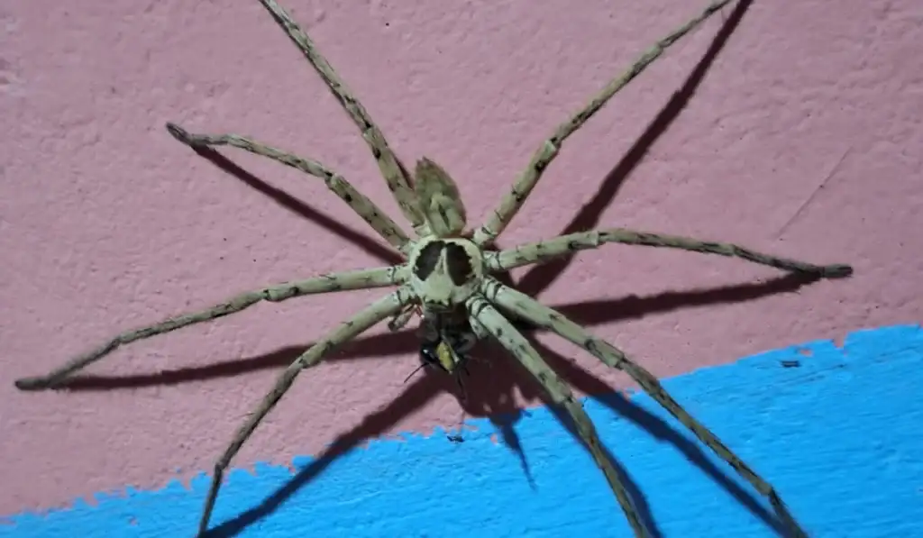 Pantropical Huntsman Spider