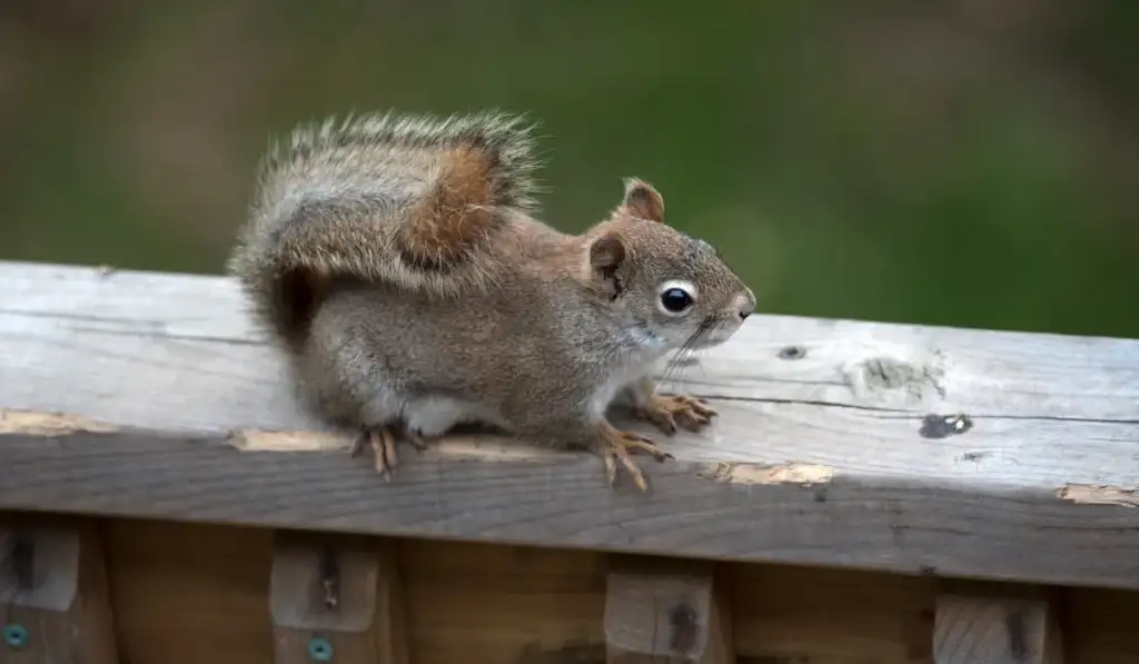 Squirrel Chewing Wood