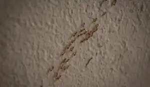 ant-trail at home