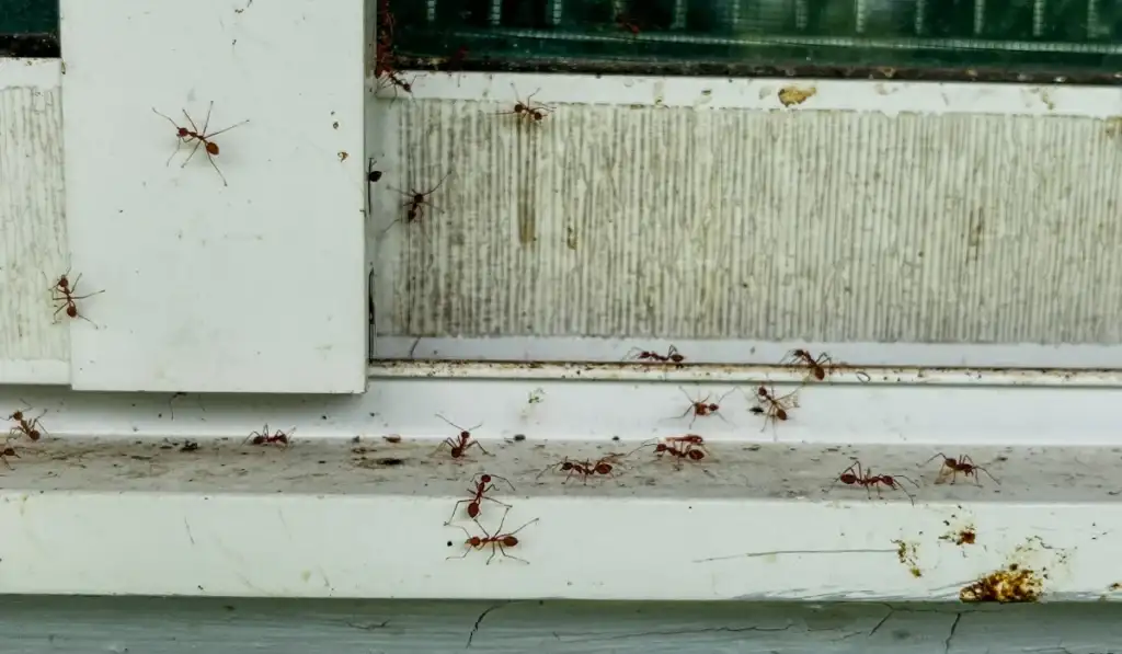 Ants crawling along a dirty white window sill and frame