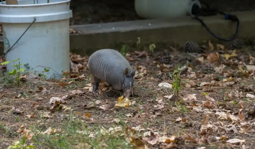 armadillo