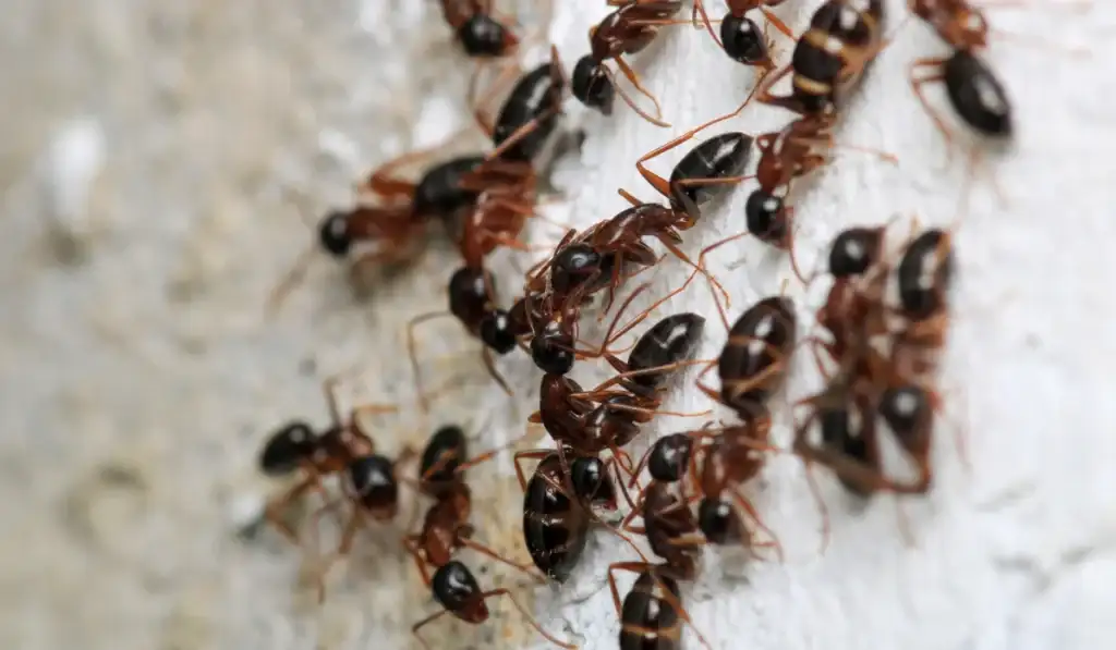black carpenter ants