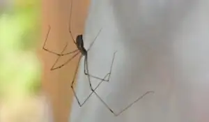 cellar spider 