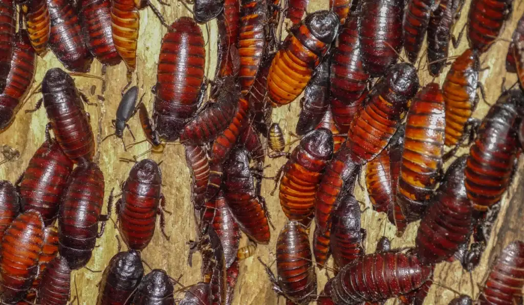 cockroaches 