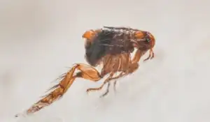flea
