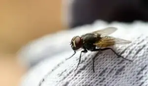 fly indoor