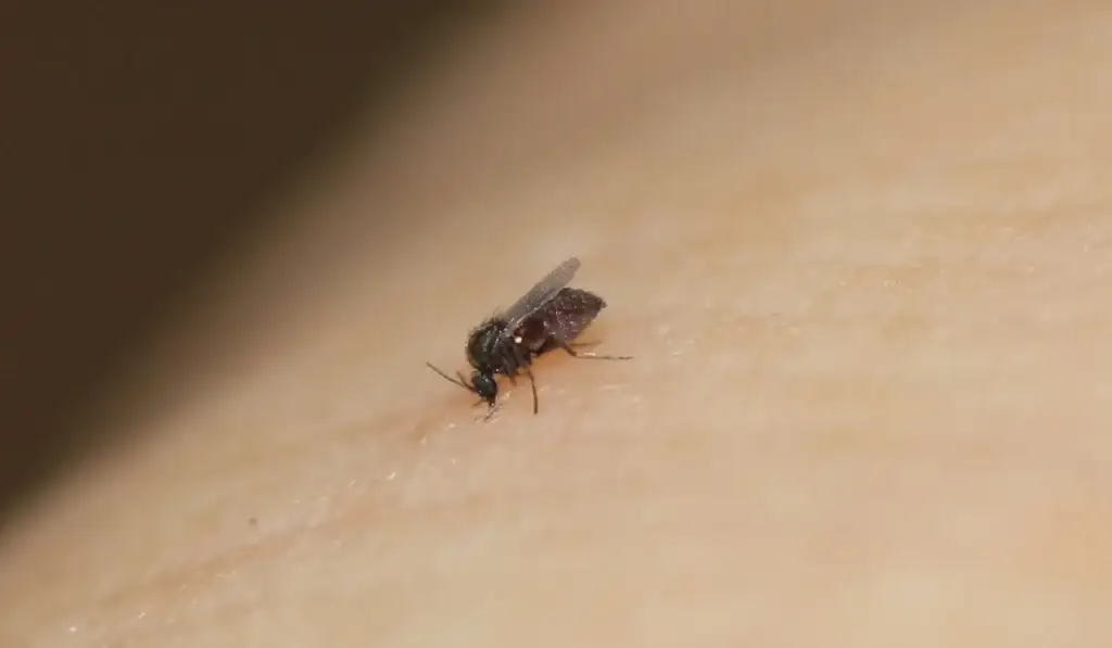 Florida no-see-um (biting midge) resting on human skin