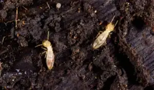 subterranean termite