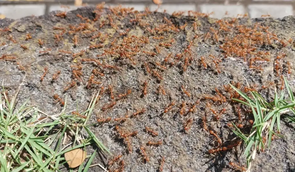Numerous reddish Florida fire ants swarming across a dirt mound with grass at the edges