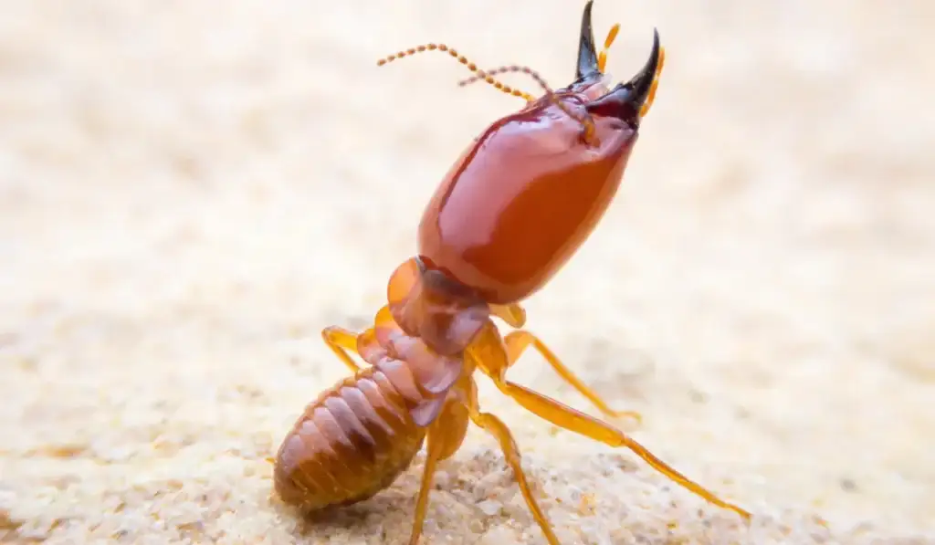 termite
