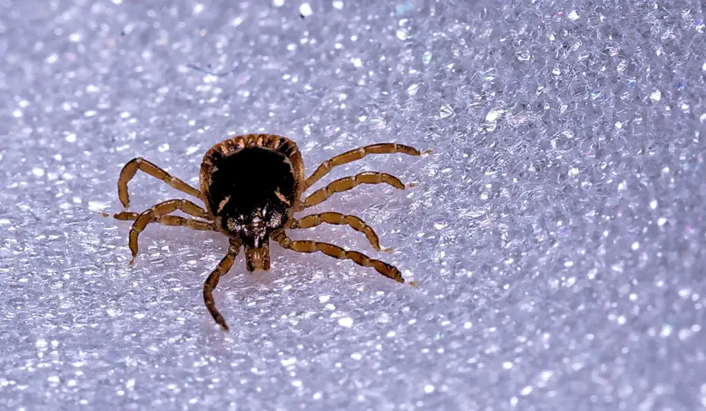 tick