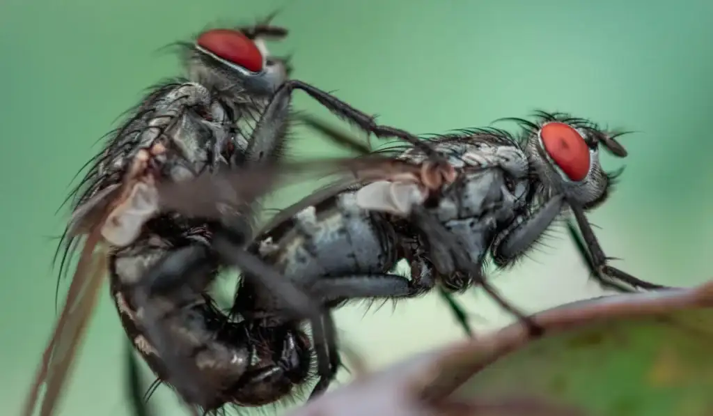 Two cluster flies with red eyes mating on a leaf, close-up macro showing bodies, legs, and fine hairs