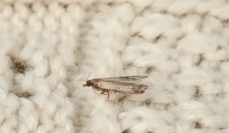Pale clothes moth resting on a cream knitted sweater, showing frayed wing edges and nearby fabric fibers