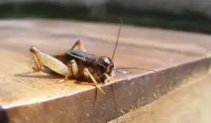 House crickets on brown wood