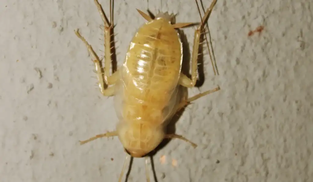 Pale white cockroach clinging to a textured interior wall, dorsal view showing body segments and long antennae