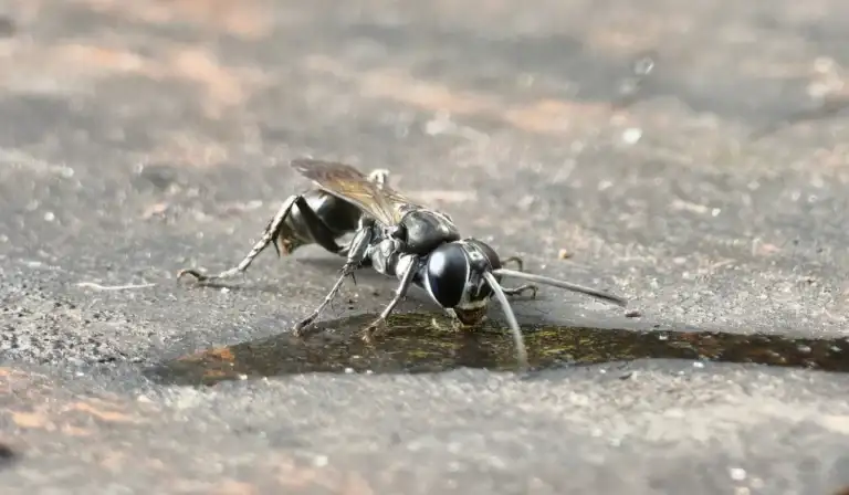 Large black wasp drinking from a small puddle on a rough, weathered surface