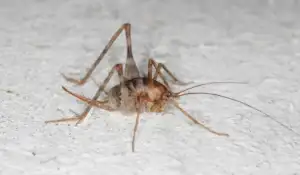 camel cricket