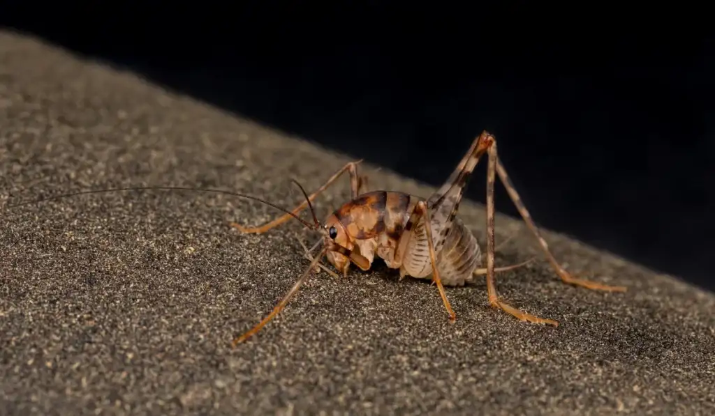 Camel cricket with long antennae on a textured basement floor