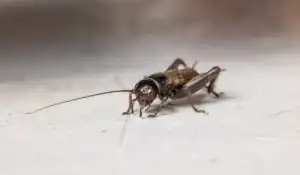 field cricket