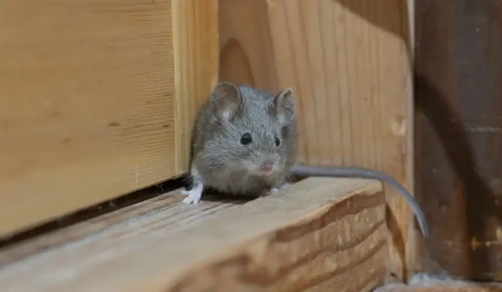 Small gray mouse peeking from a gap between wooden boards inside a house