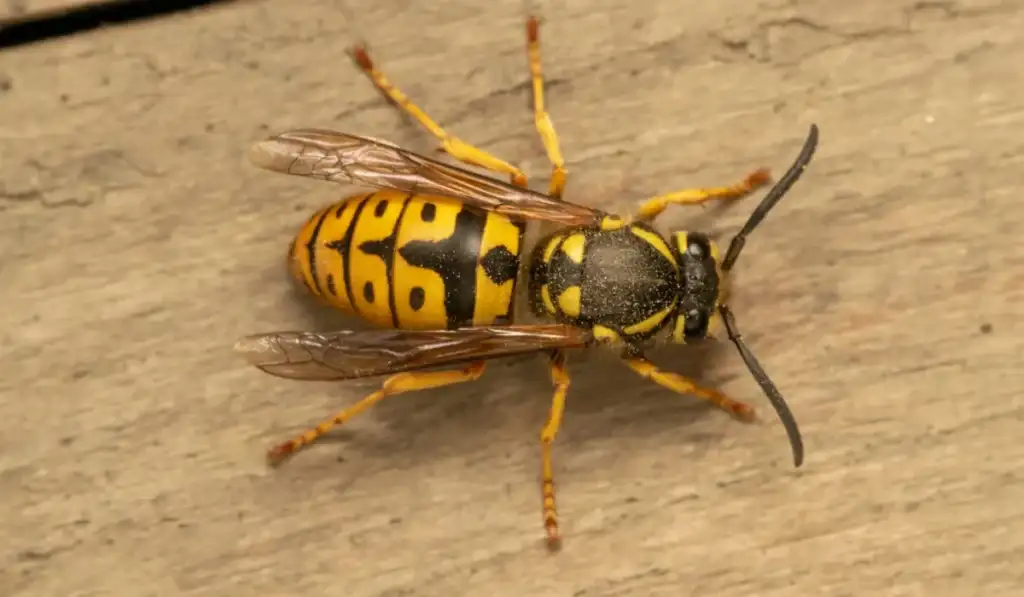 german yellowjacket