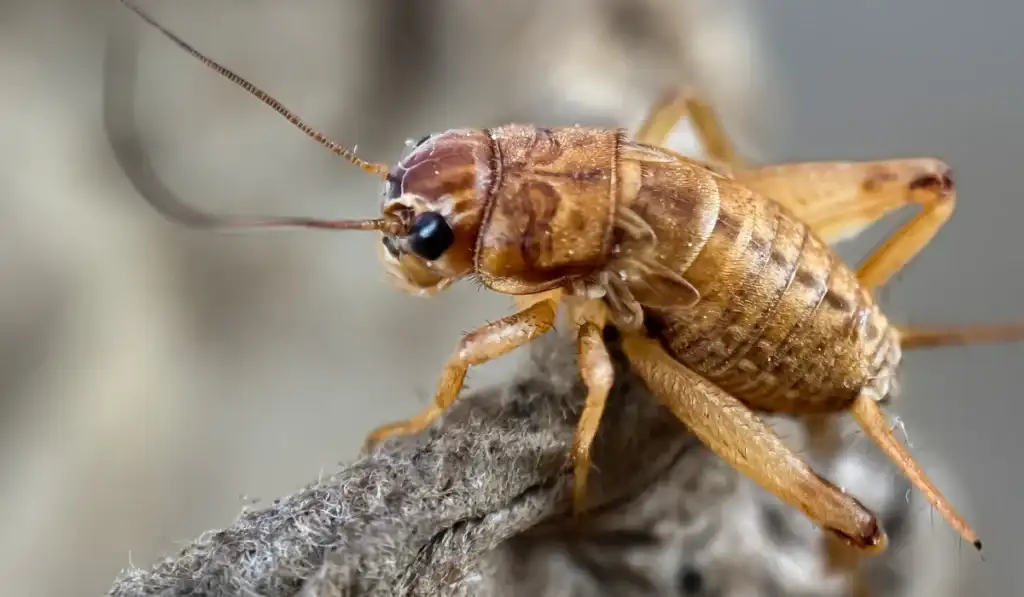 house cricket
