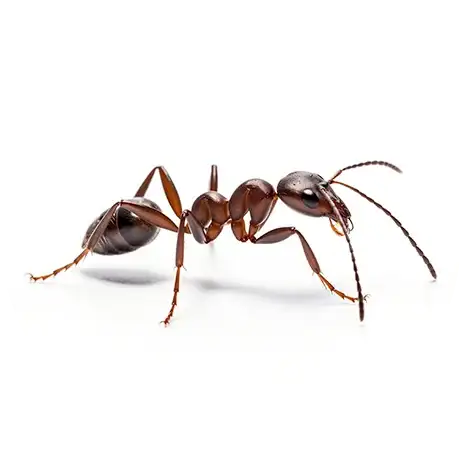 Brown ant centered on a white circular background
