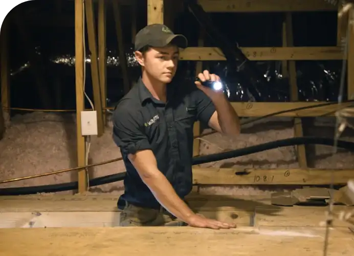 Technician in cap inspecting attic insulation cavity with a flashlight