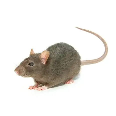 Dark brown rat with long tail on a white circular background