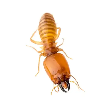 Close-up termite showing head and mandibles against a white circular background