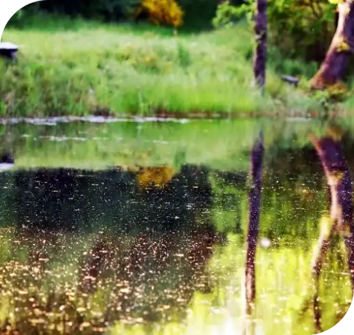 Calm pond reflecting trees with small floating specks on the water and a grassy shoreline