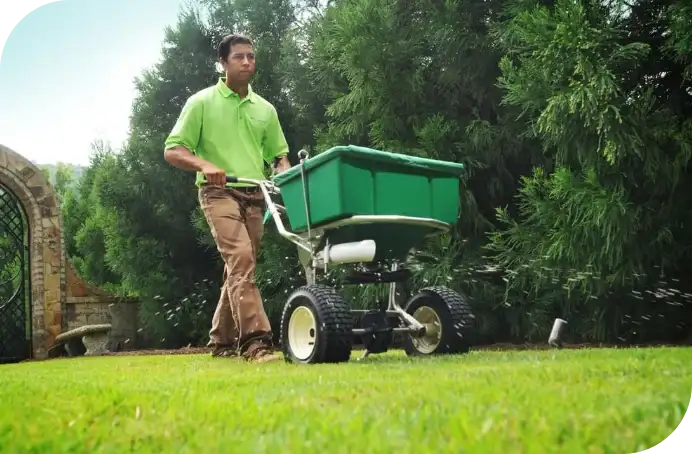 Man in green shirt pushing a broadcast spreader across a lawn beside tall hedges