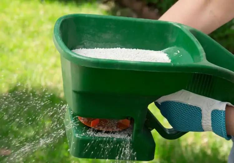 Handheld green broadcast spreader dispersing white granules onto a lawn, gloved hand holding the handle.