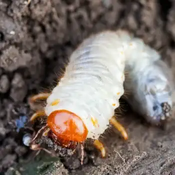 White C-shaped grub with an orange head crawling in dark soil