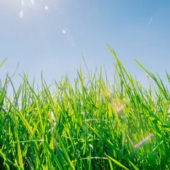 Tall green lawn grass under a bright blue sky with sunlight flare