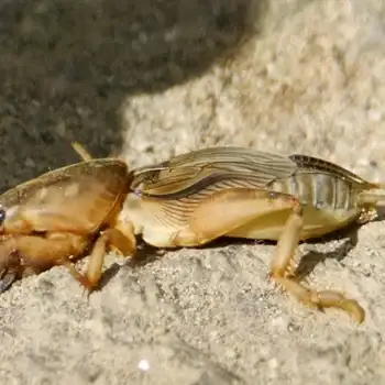 Close-up of a brown mole cricket on soil, showing shovel-like forelegs, segmented abdomen and textured wing covers