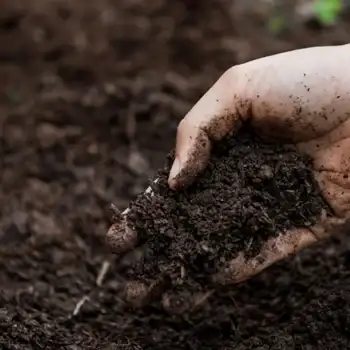 Hand holding a handful of dark soil as a soil-testing sample