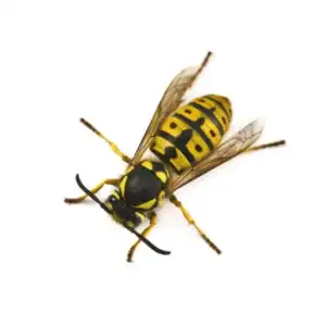 close up of wasp