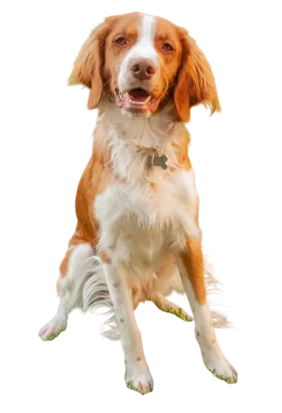 A happy brown and white dog sitting, looking at the camera with its mouth open. It has a bone-shaped tag on its collar.