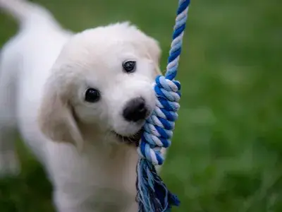 White puppy chewing a rope toy White puppy chewing a rope toy
