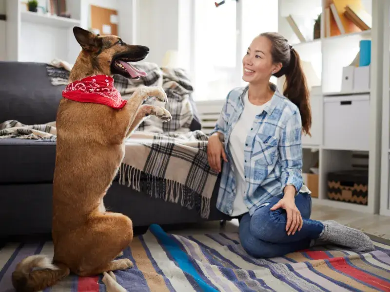 Young girl playing with her dog in the living room Young girl playing with the family dog in the living room