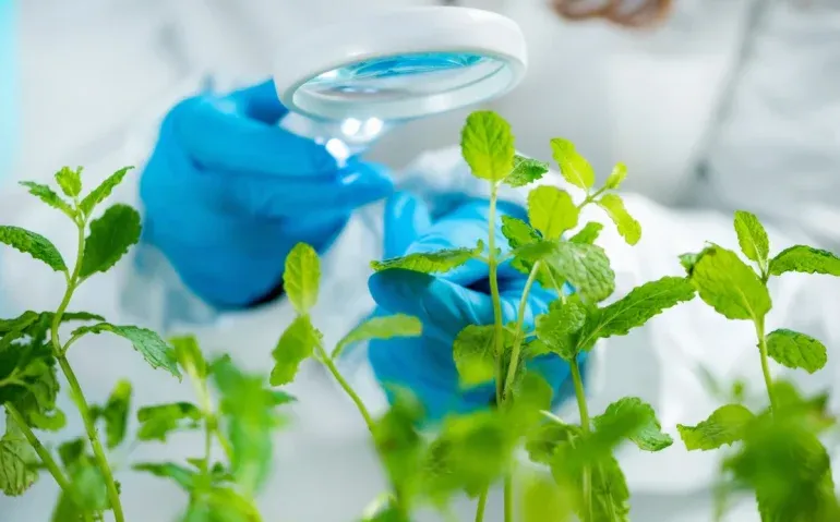 plant-researcher-inspecting-seedling